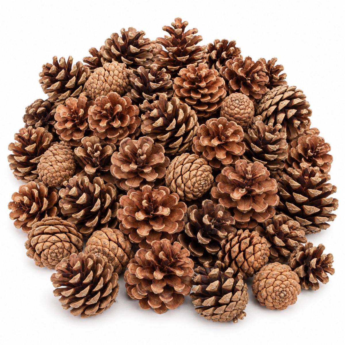 Tannenzapfen 1 kg ca. 50-70 Stk 5-6 cm Pinus nigra Kiefernzapfen Deko Natur