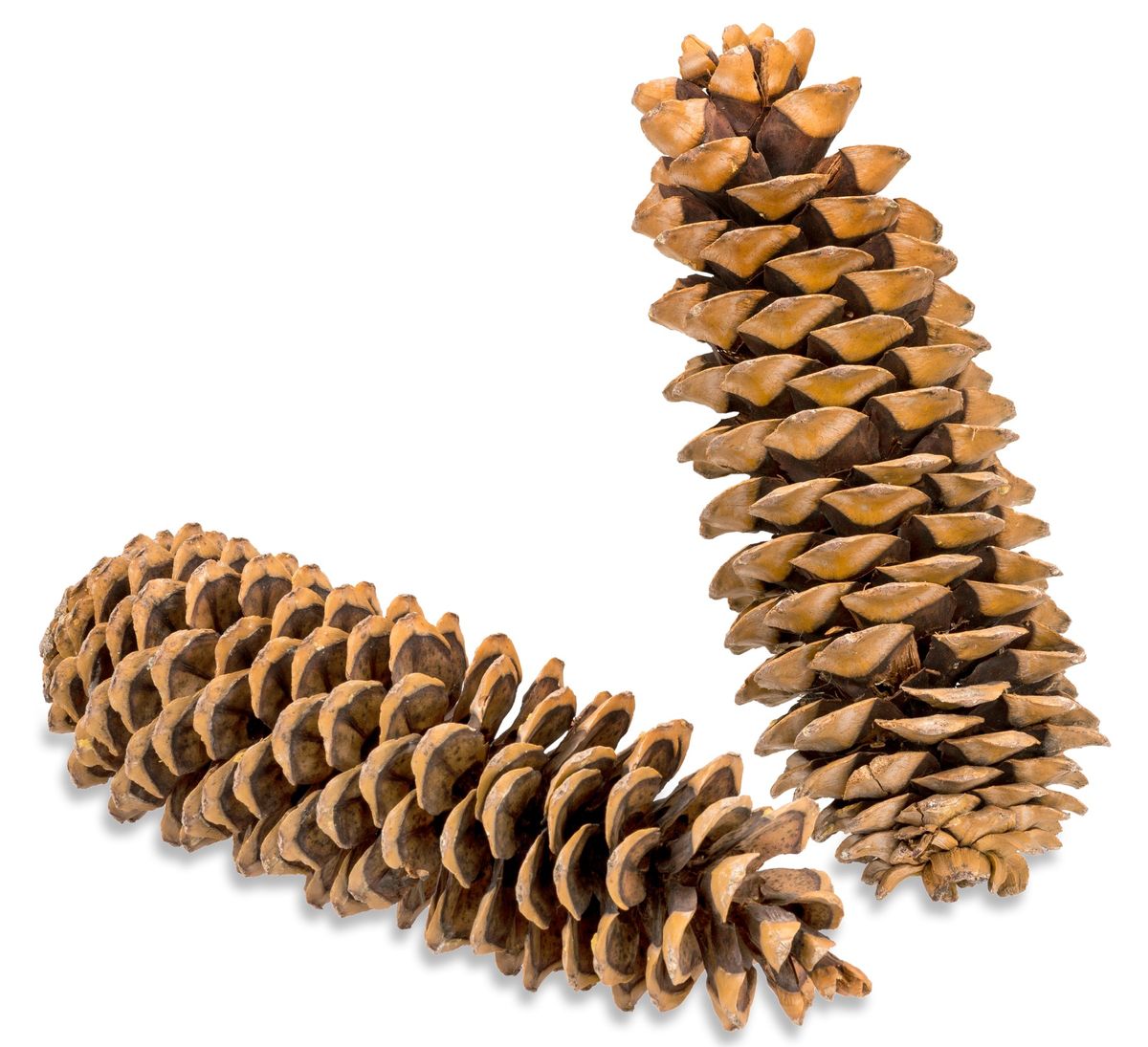 Zuckerkiefer-Zapfen, Natur, 25 cm