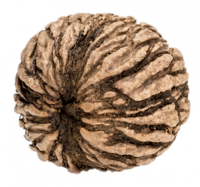 NaDeco Schwarznuss 25-40 mm | Juglans nigra | Holz Schmuck Material | DIY