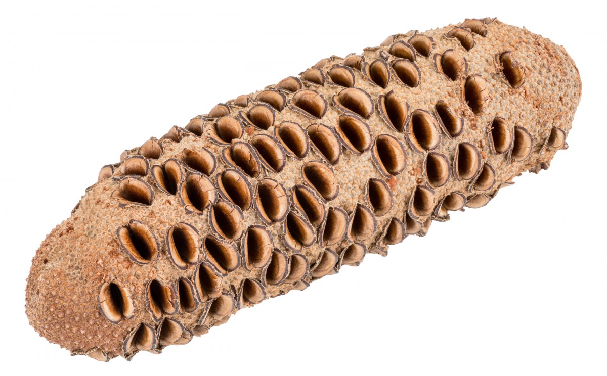 Banksia grandis, Zapfen, Größe ab 21cm