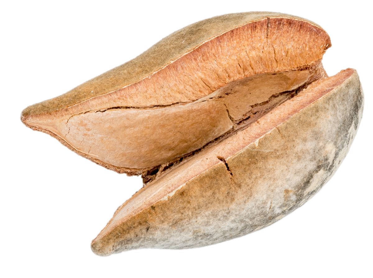 NaDeco Woody Pear Größe ca. 7cm | Xylomelum occidentale | Holz Birne | Australis