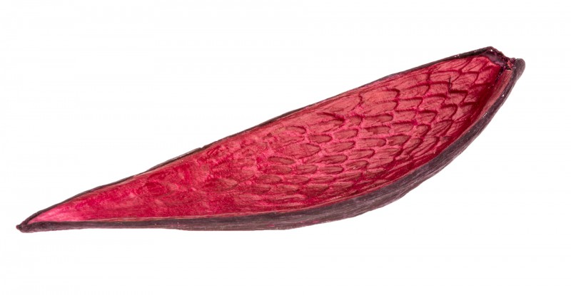 NaDeco® Canoinha azalee | Dauschote | Funtumia Frucht | Exotische Dekoration