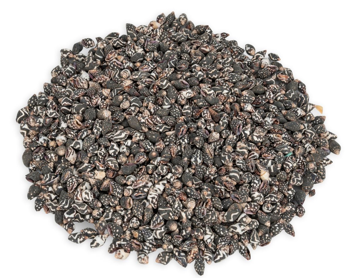 NaDeco Nassa columbella, 0,5 kg, 1–1,8 cm, Deko Schnecken zum Basteln, Naturdeko