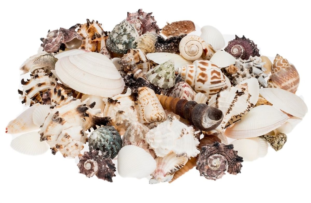 NaDeco Muschelmix large 1kg | Bastelmuscheln Dekomuscheln Deko Schnecken Basteln