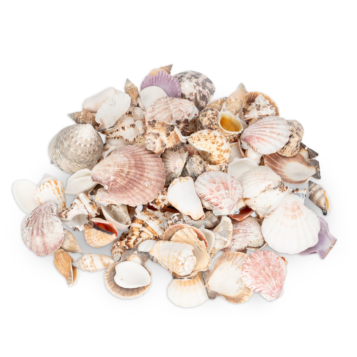 Muschelmix Lagre 1 kg Deko Muscheln und Schnecken zum Basteln, maritime Deko