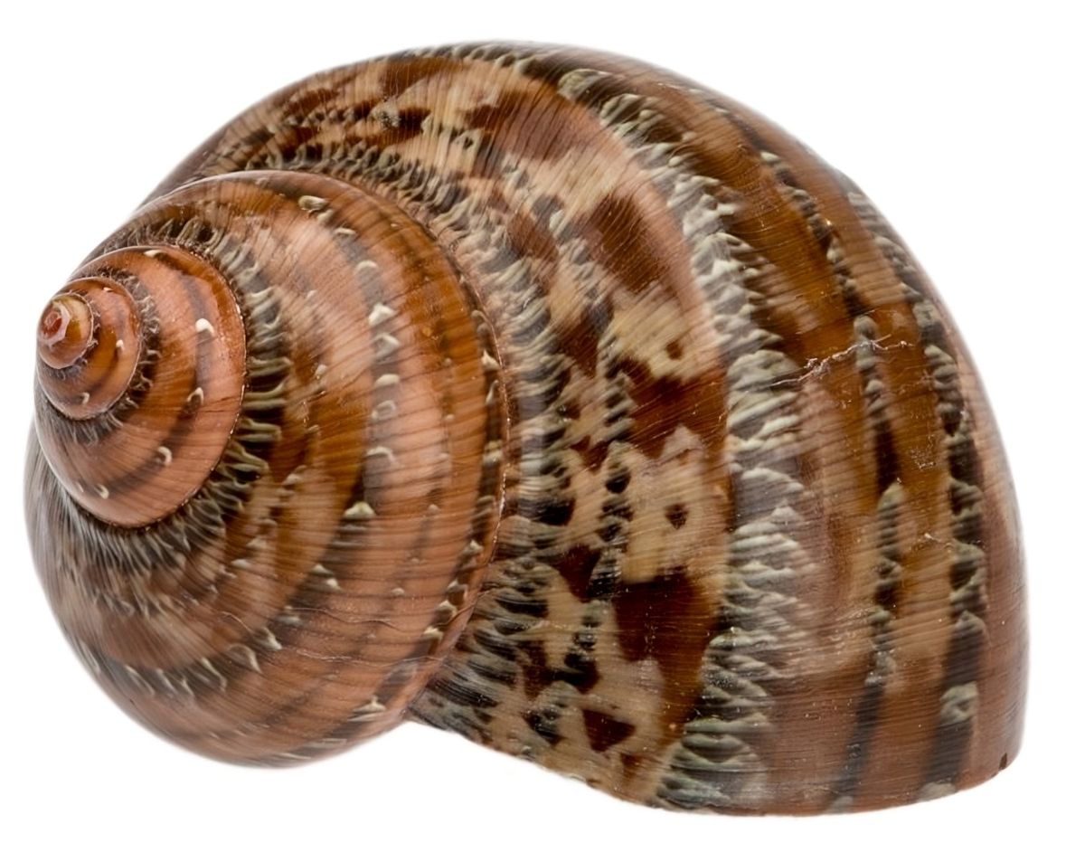 NaDeco Turbo petholatus, Größe ca. 4-7cm | Gobelin Turban | Meeresschnecke | Dek