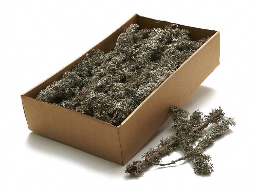 NaDeco® Moos grau am Zweig ca. 750g | Grey moss on twig natural ca. 750g | Moosz