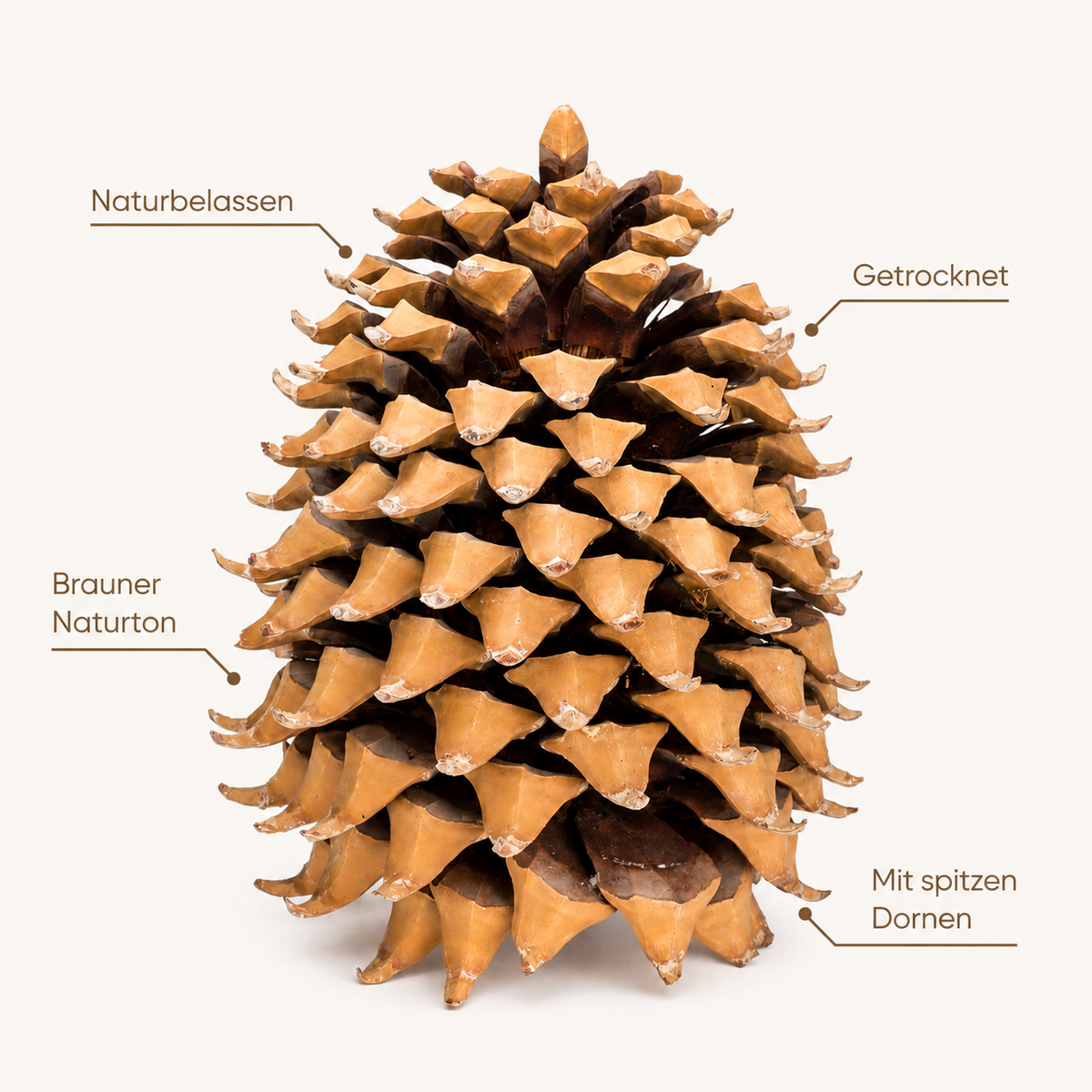 Kaspatu Kiefernzapfen 17-23 cm: Pinus coulteri
