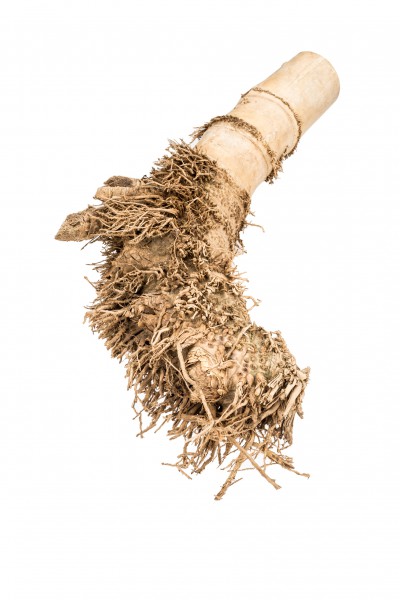 Bambuswurzel natur ca. 40 cm | NaDeco