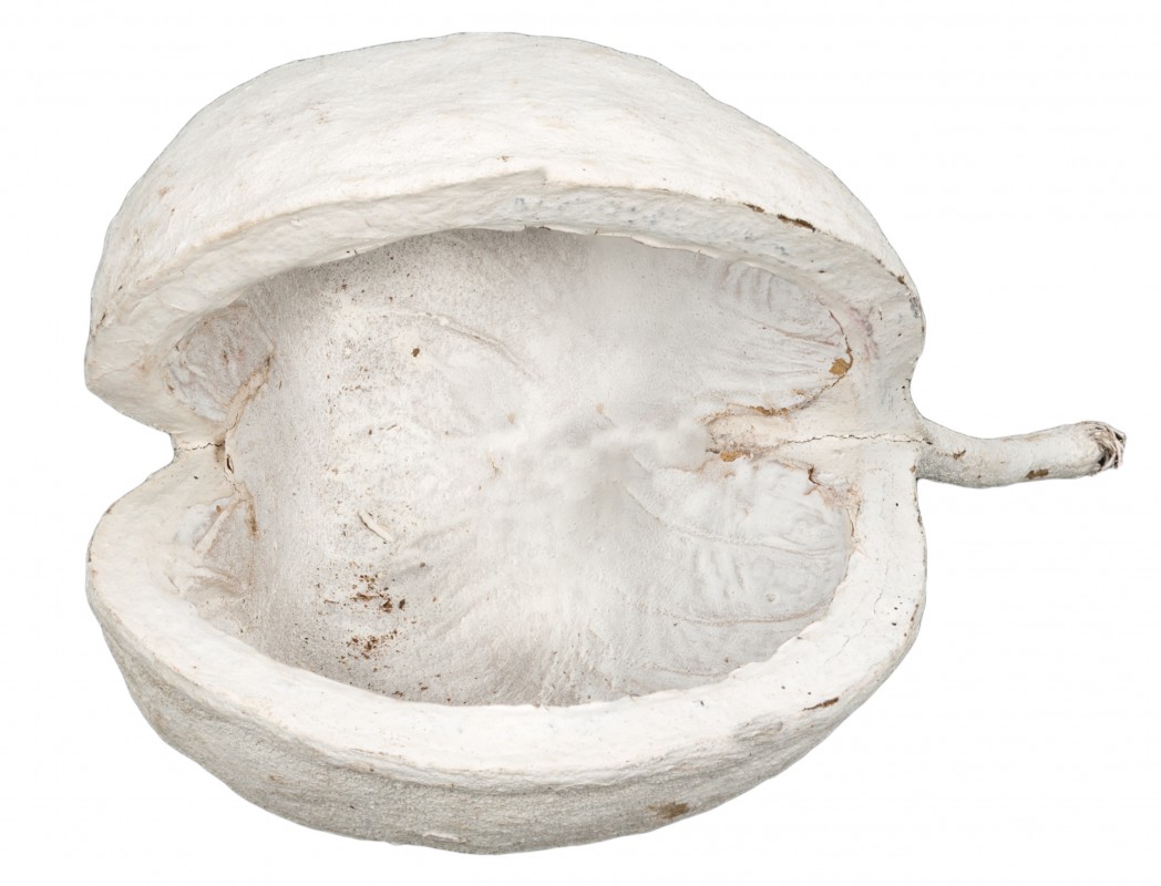 NaDeco Buddha Nuss weiß,  Buddha Nut Buddha Nuss Buddhanuts, Naturdeko, Wichtel