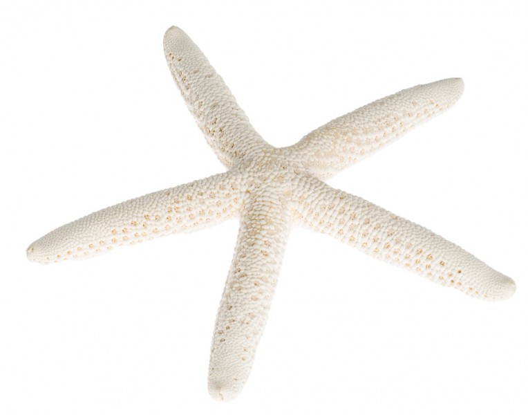 NaDeco Schlangen-Seestern in Weiß, Größe wählbar | Deko-Seestern | Dekoseestern 