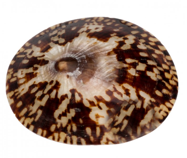 NaDeco Cellana testudinaria poliert 4-5cm | Schildkrötenschnecke