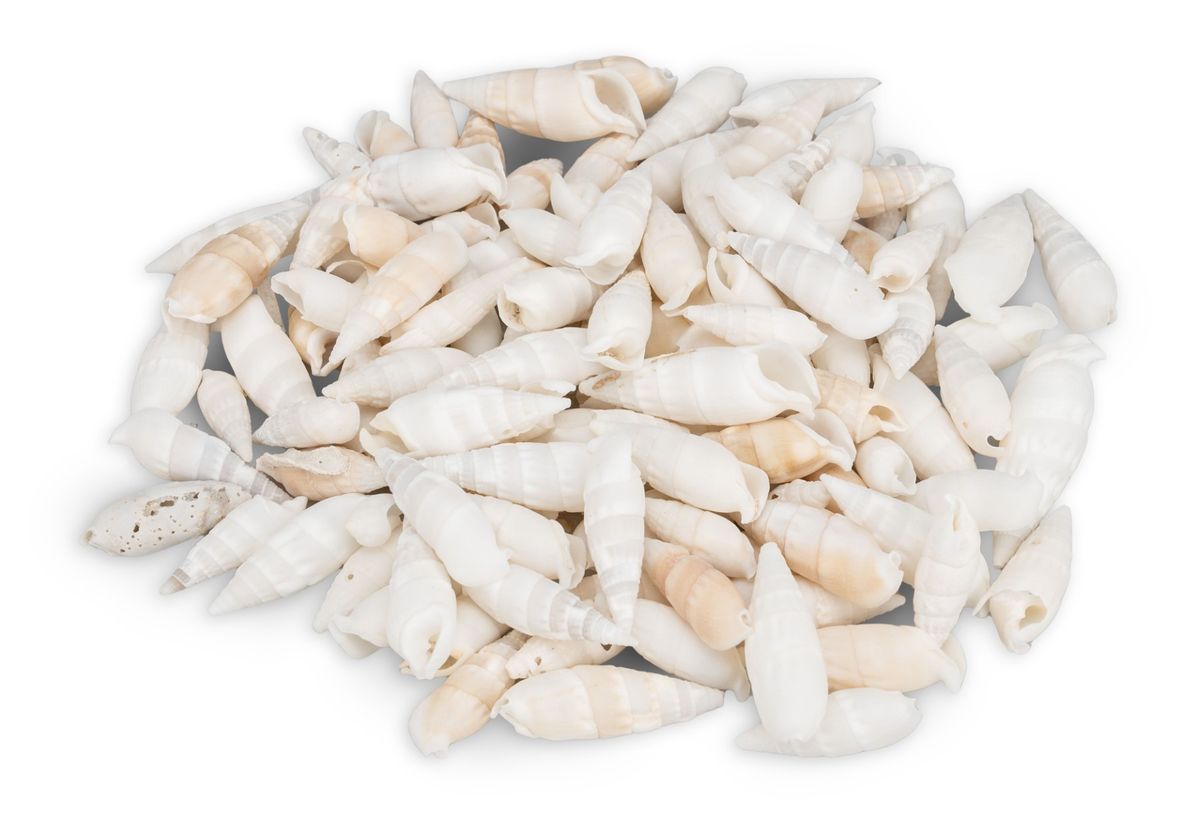 NaDeco Cerithium vertagus 0,5kg | Weiße Deko-Schnecken |  Muscheln und Schnecken