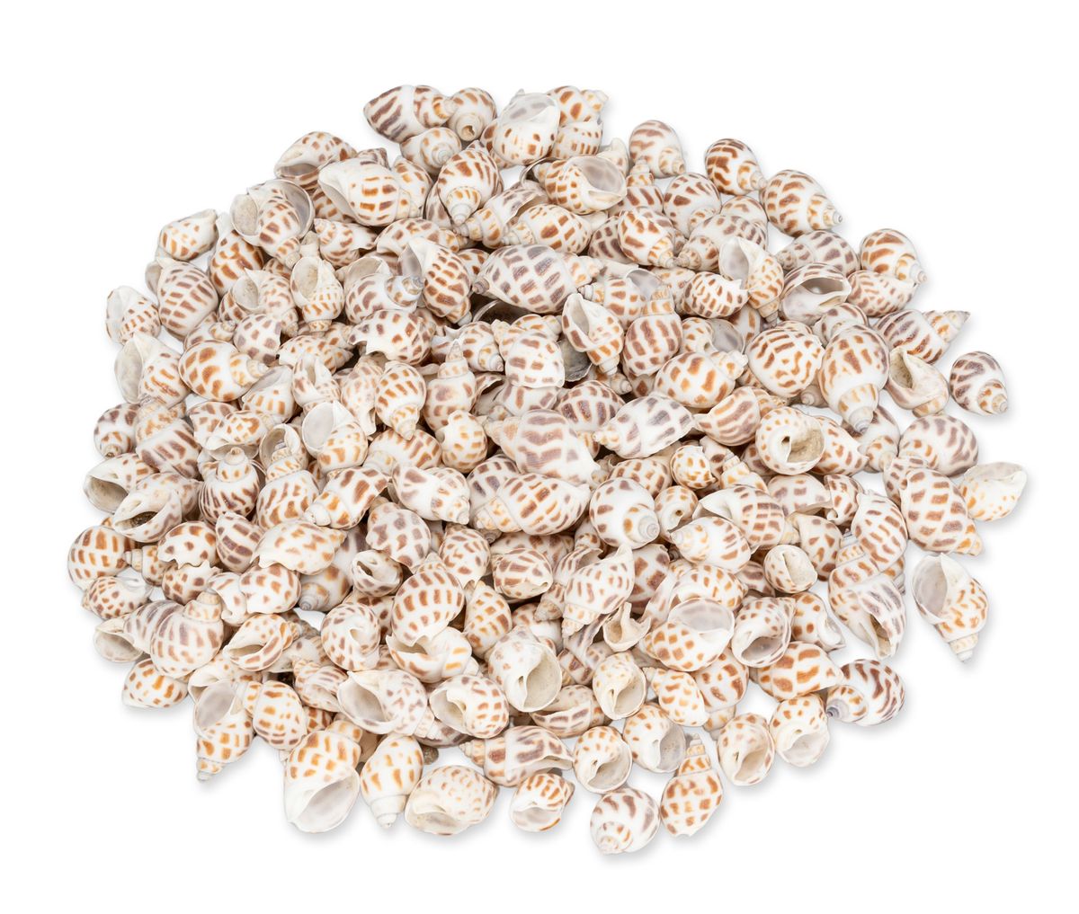 NaDeco Babylonia areolata 0,5kg, Muscheln und Schnecken zum Basteln & Dekorieren