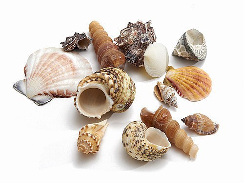 Kopfschmuck Mit Muscheln, Cremeweiß – Meerjungfrau-Accessoire Für Karneval & Kostümpartys