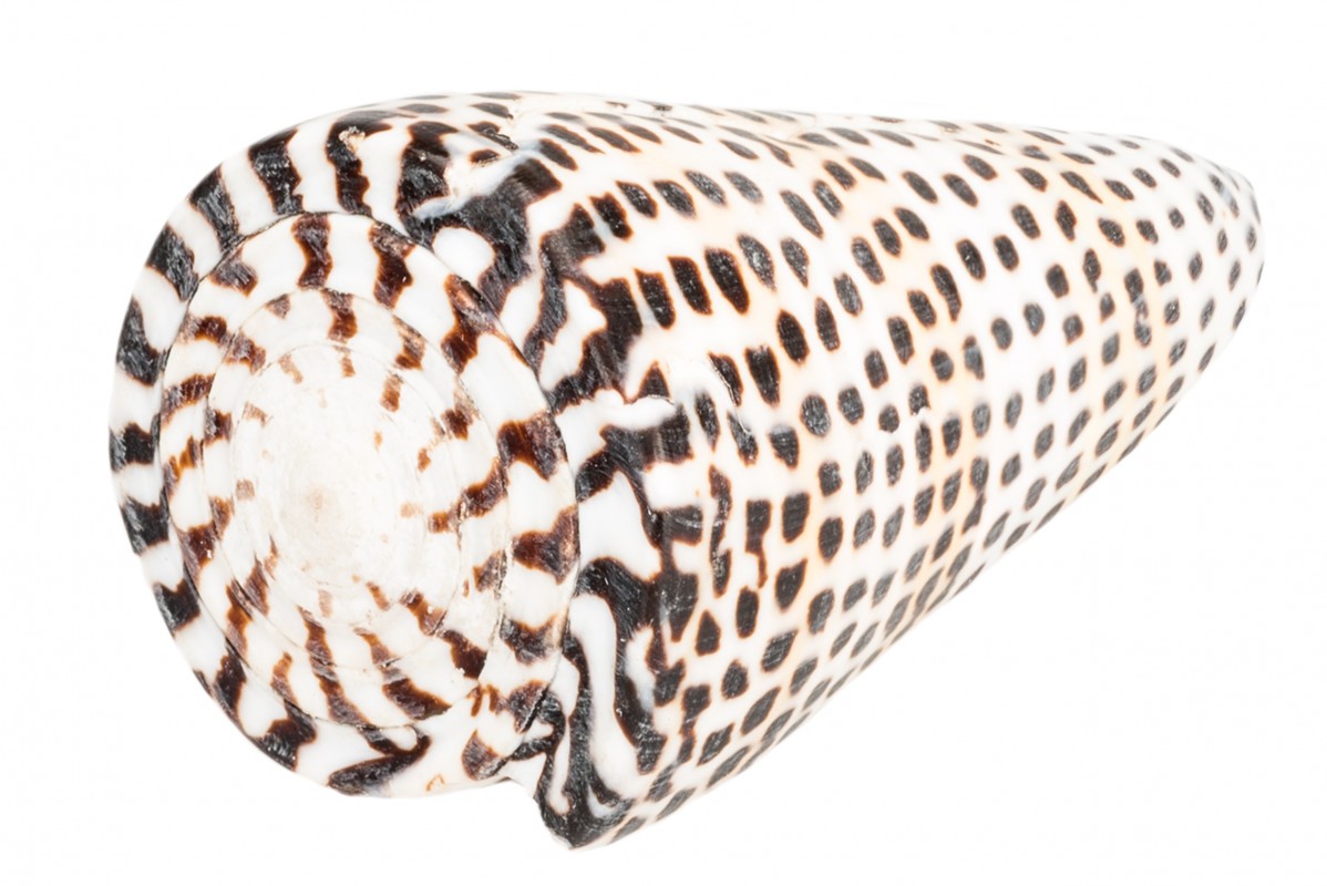 NaDeco Conus litteratus 7-8cm Kegelschnecke Muscheln und Schnecken Dekomuschel