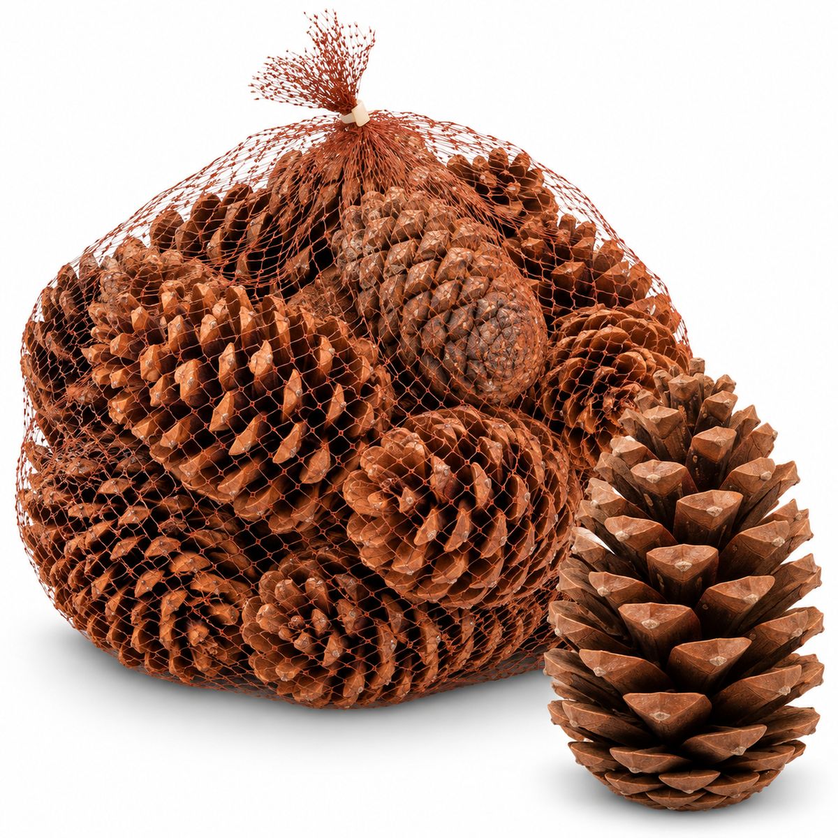 Maritima Zapfen 14-18 cm 20 Stück Pinus pinaster große Tannenzapfen Deko Advent
