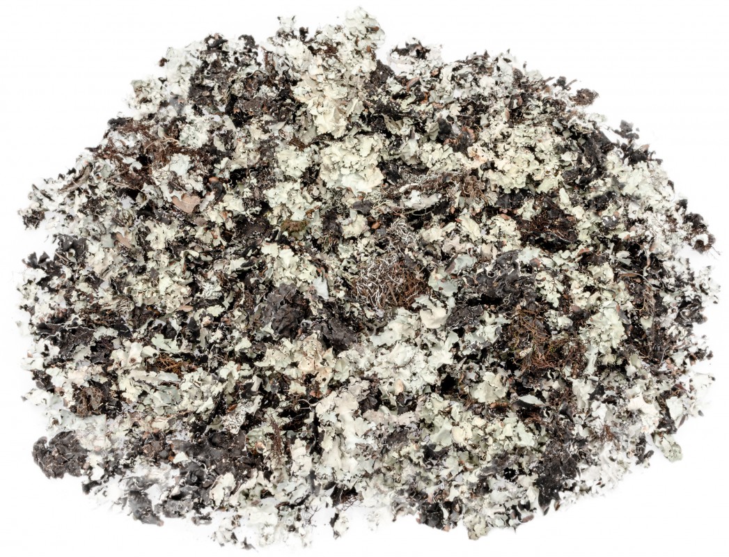 NaDeco Schwarzes Moos 250g Dekomoos | Moos zum Basteln | Naturmoos