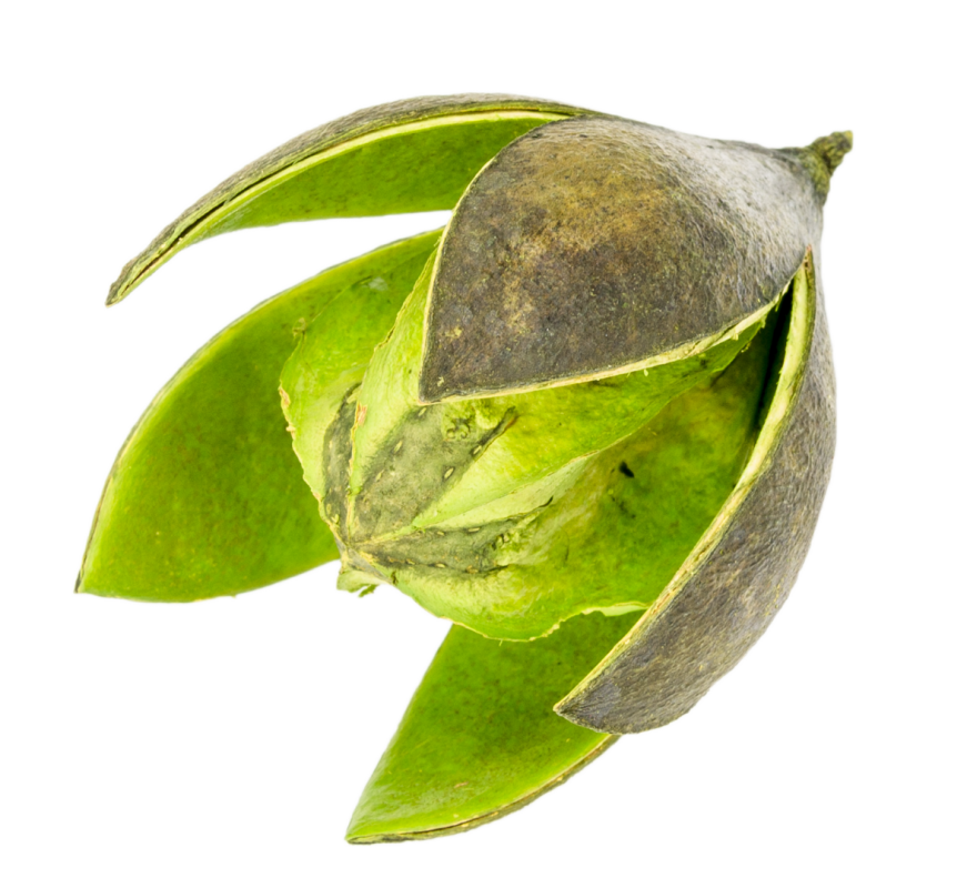 NaDeco® Wildlilie apfelgrün ca. 6cm | Soymida febrifuga | Trockenblumen | Naturd