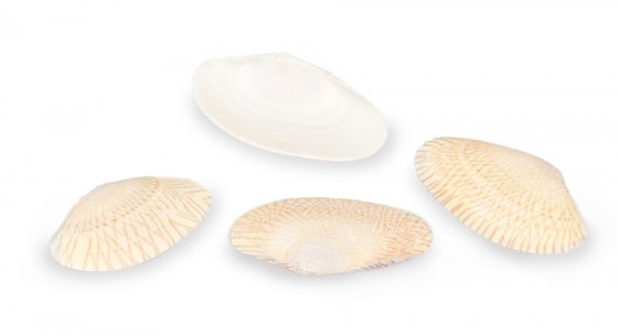 NaDeco Muschelschalen Anadara Ovalis 0,5kg - Weiße Deko-Muscheln 3-5cm Ca. 150 Stück