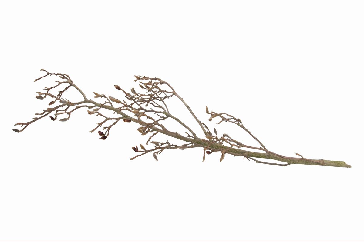 Kopfweide Ca. 30-50cm | Dekoholz Produktbild-Vorschau 10