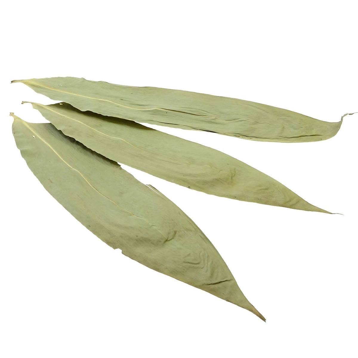 Bambus Bltter Natur, getrocknet, im Beutel mit 100 g, Lnge ca. 3045 cm